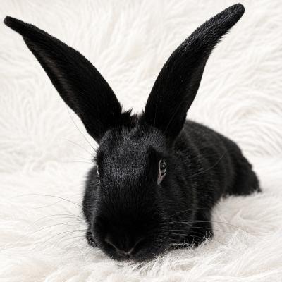 Enlarge Astra, a Adoptable New Zealand in Kalamazoo, MI image 1/3