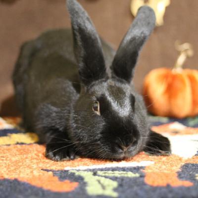 Enlarge Astra, a Adoptable New Zealand in Kalamazoo, MI image 2/3