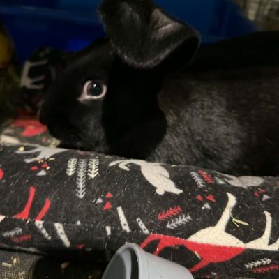 Enlarge Astra, a Adoptable New Zealand in Kalamazoo, MI image 3/3