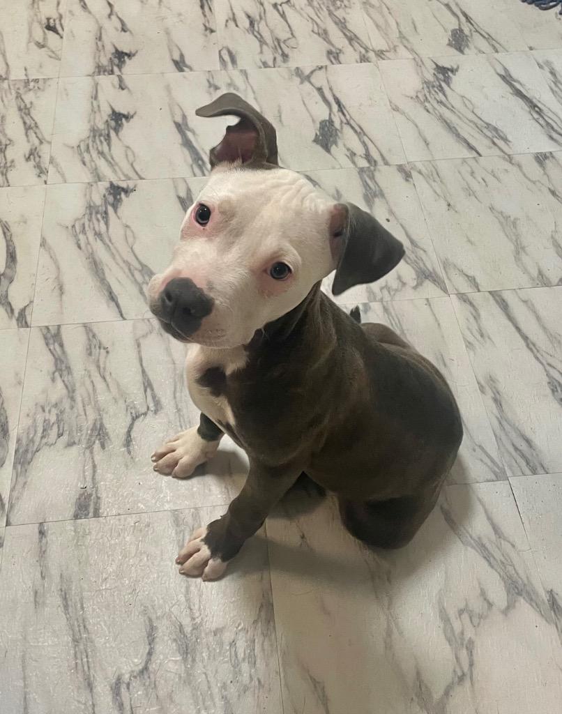 Enlarge Jagger, an adopted mixed breed in Ruston, LA image 1/1