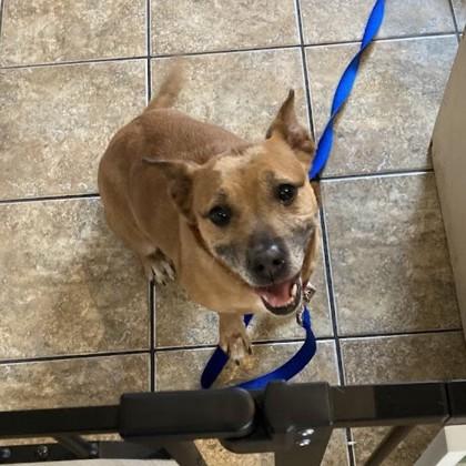 Ripley, Adoptable, Senior Female Mixed Breed.