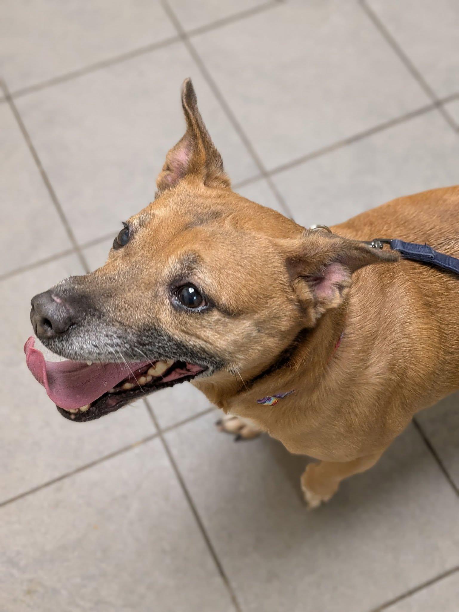 Enlarge Ripley, a Adoptable mixed breed in Syracuse, NY image 2/2