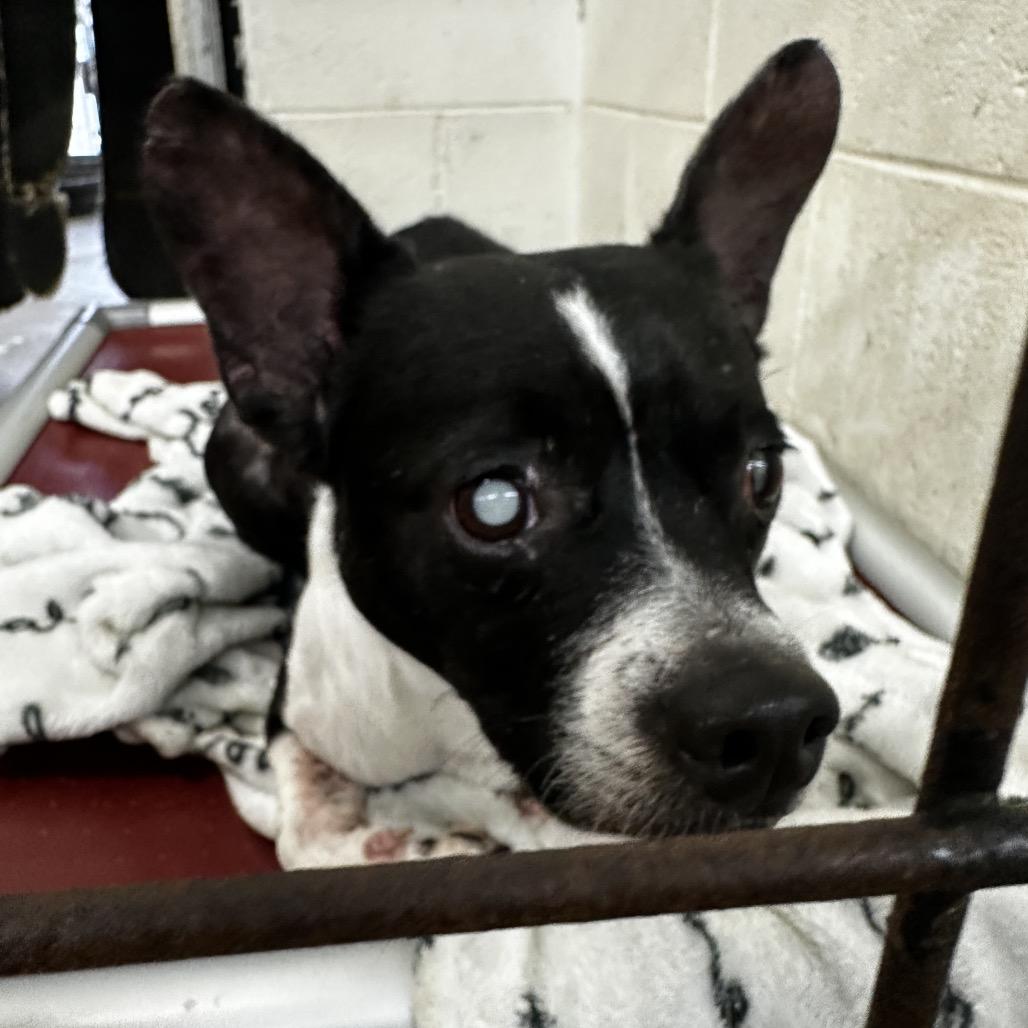 Enlarge Johnny Boy, a Adoptable mixed breed in Evensville, TN image 1/1