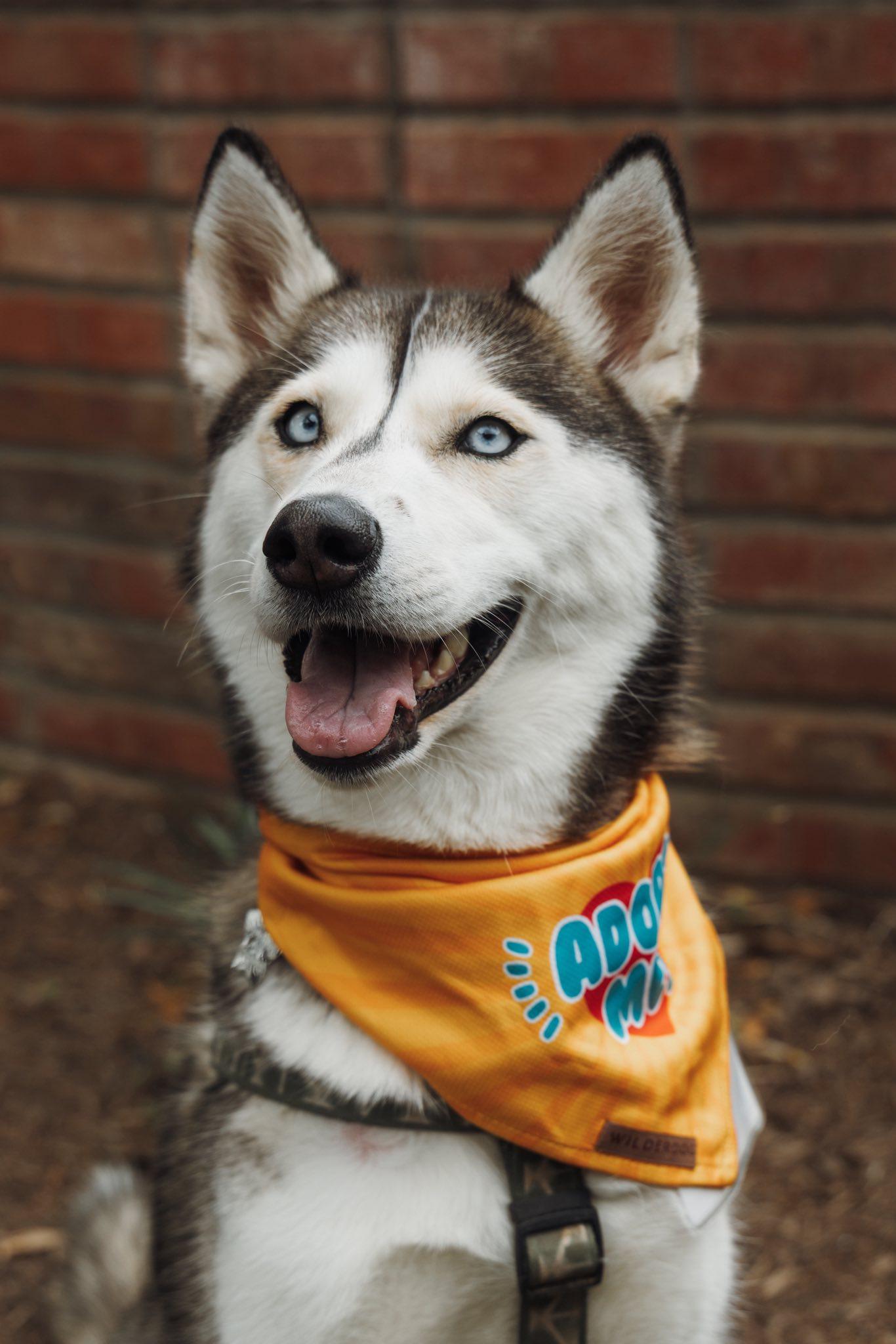 Enlarge Osha, a Adopted Siberian Husky in Carrollton, TX image 2/3