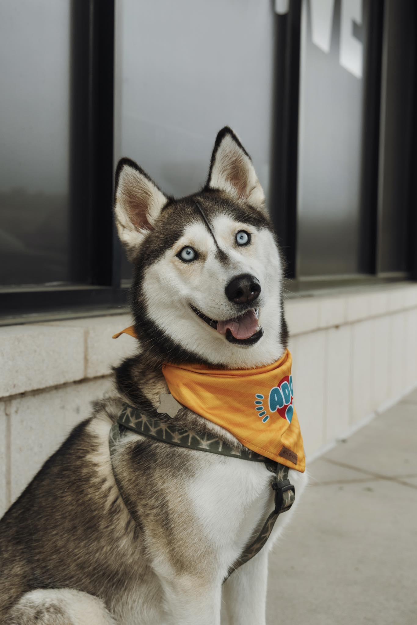 Enlarge Osha, a Adopted Siberian Husky in Carrollton, TX image 3/3