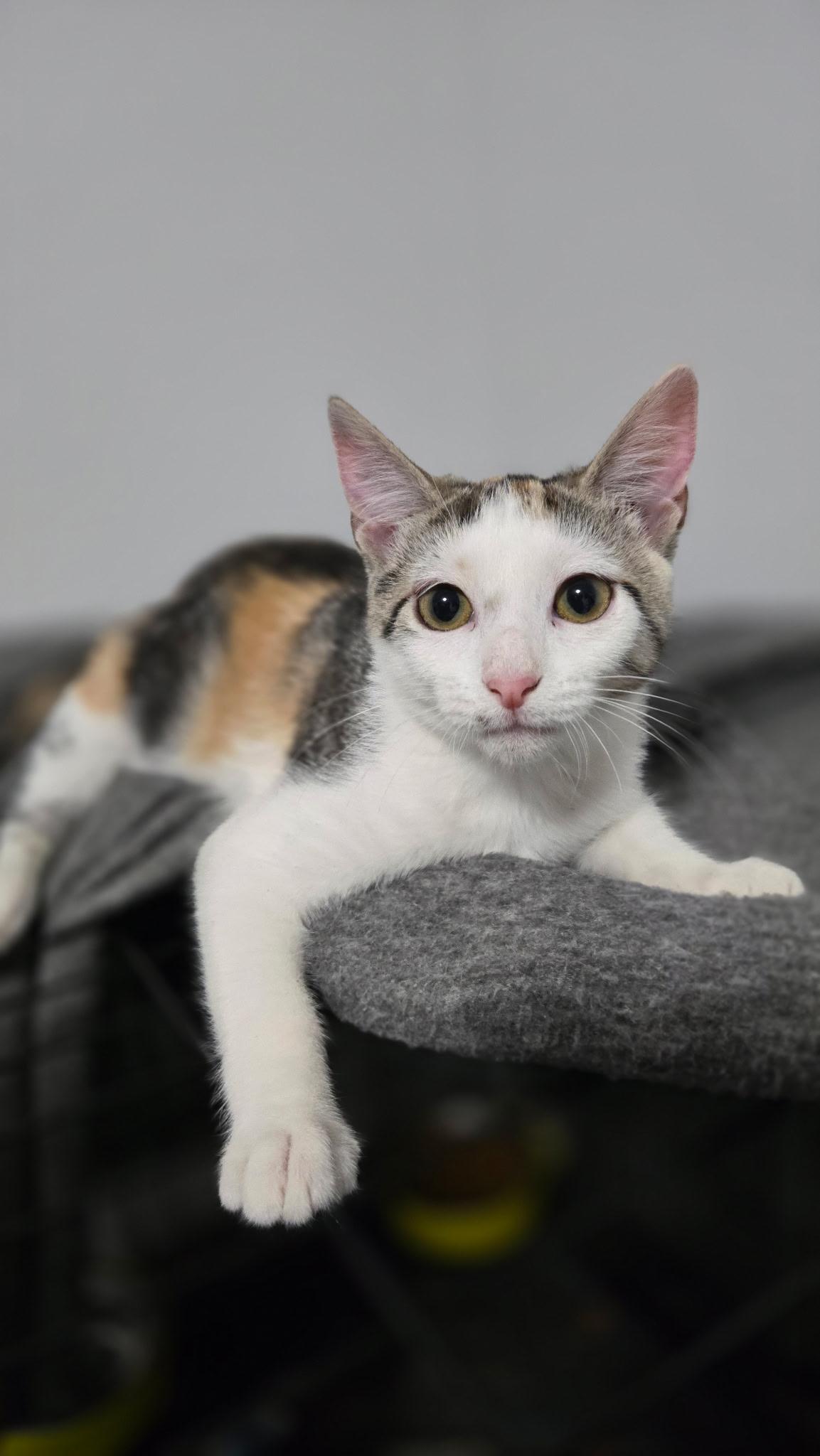 Calypso, Adoptable, Young Female Domestic Short Hair.