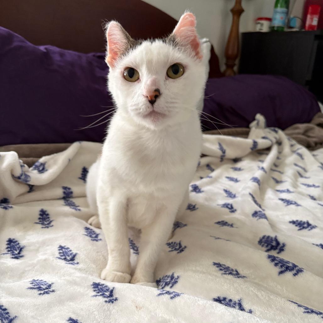 Enlarge Chumswick, a Adoptable Domestic Short Hair in Costa Mesa, CA image 1/6