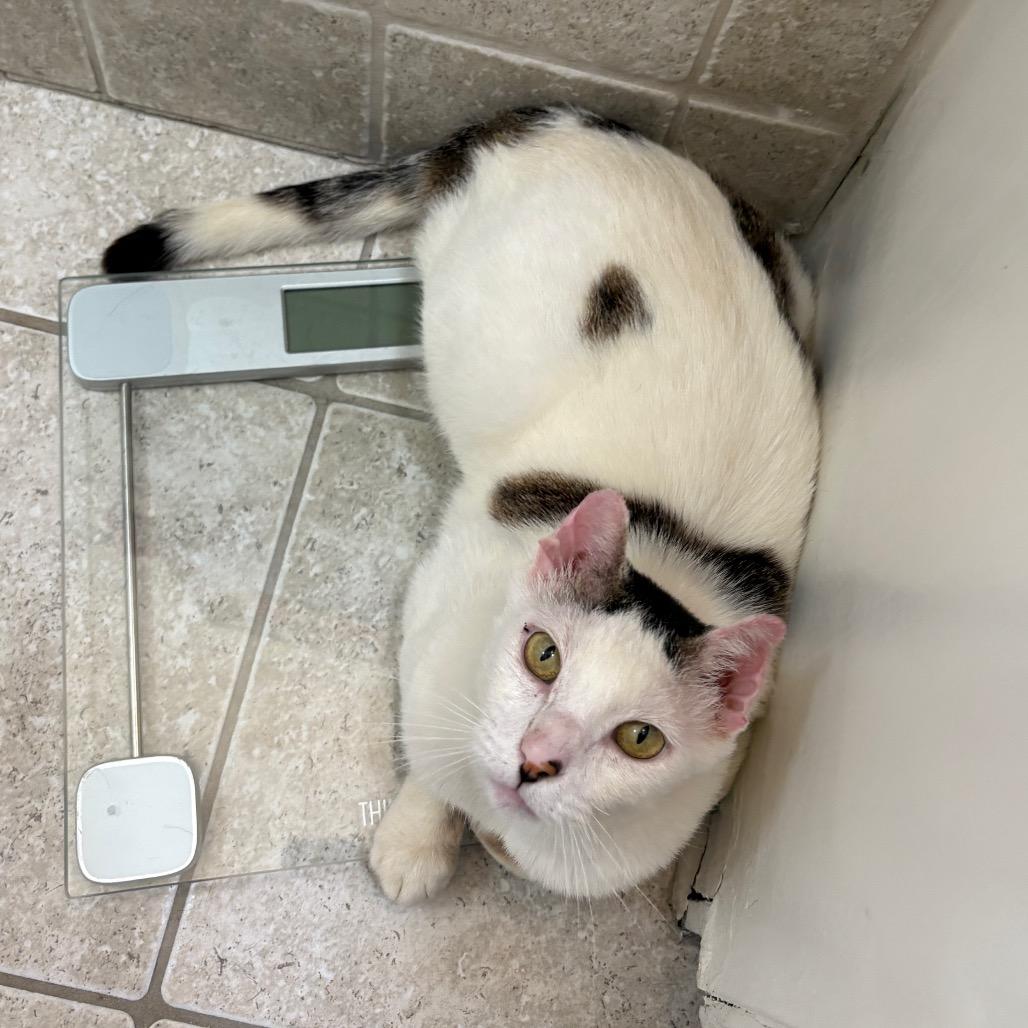 Enlarge Chumswick, a Adoptable Domestic Short Hair in Costa Mesa, CA image 3/6