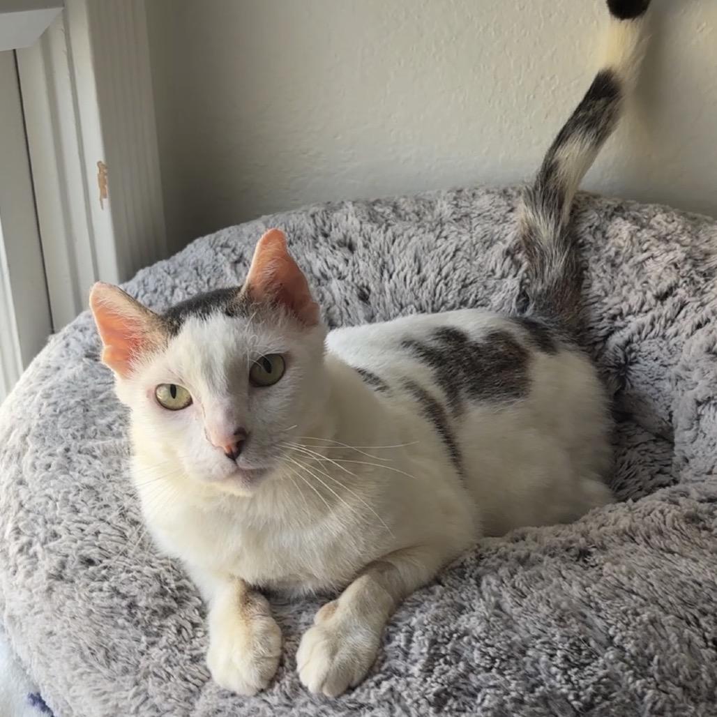 Enlarge Chumswick, a Adoptable Domestic Short Hair in Costa Mesa, CA image 4/6