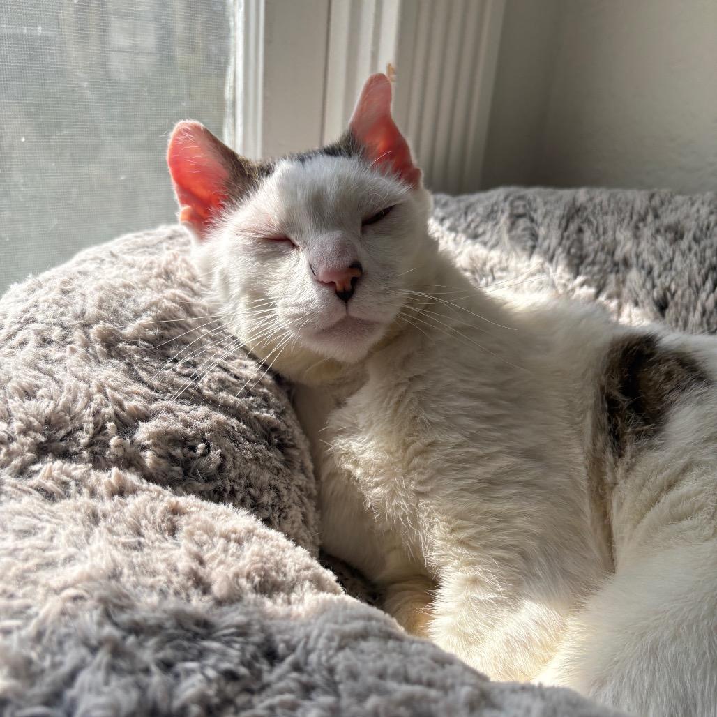 Enlarge Chumswick, a Adoptable Domestic Short Hair in Costa Mesa, CA image 5/6