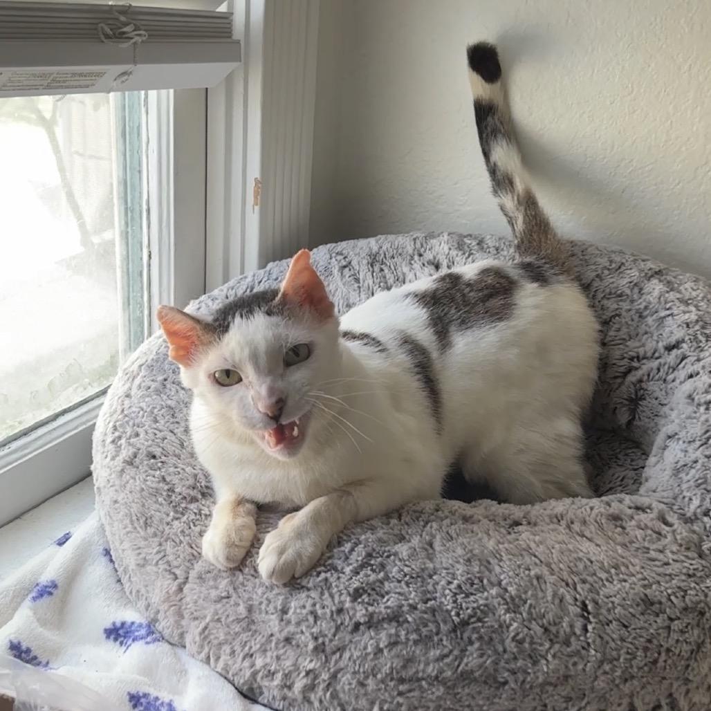 Enlarge Chumswick, a Adoptable Domestic Short Hair in Costa Mesa, CA image 6/6