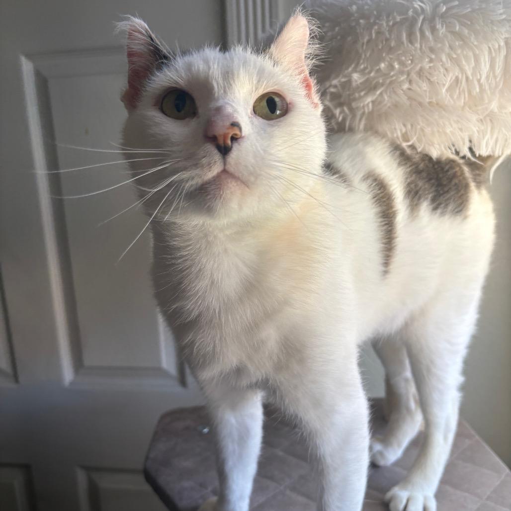 Enlarge Chumswick, a Adoptable Domestic Short Hair in Costa Mesa, CA image 6/6