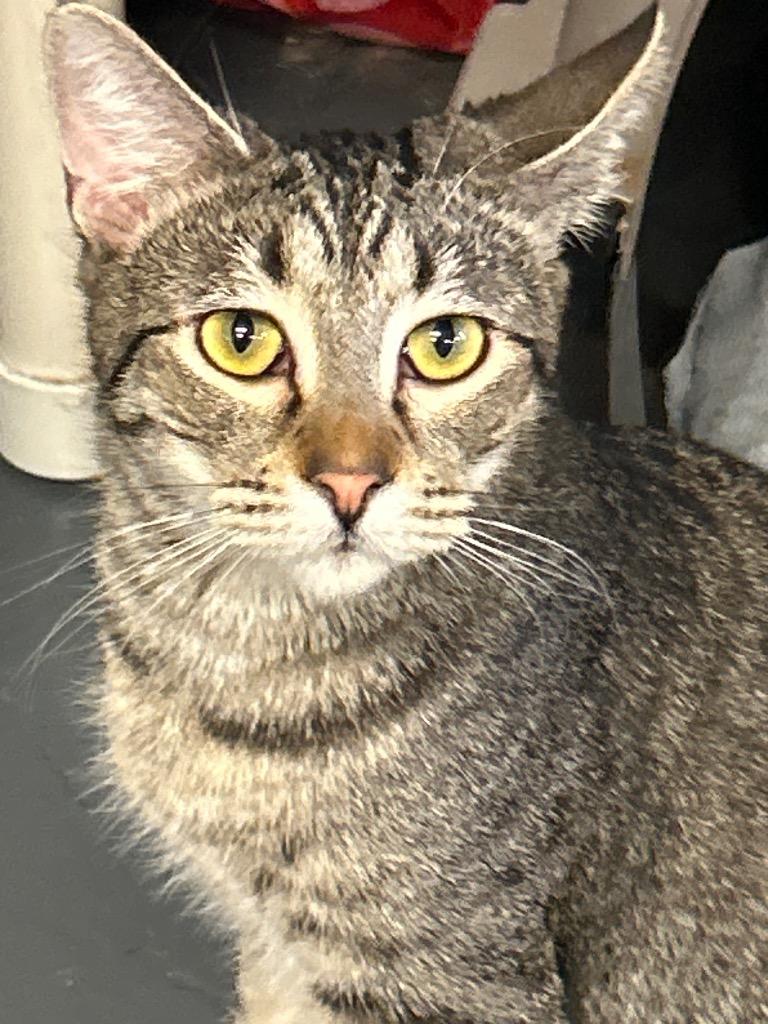 Princess (NEED PHOTO), Adoptable, Adult Female Tabby.