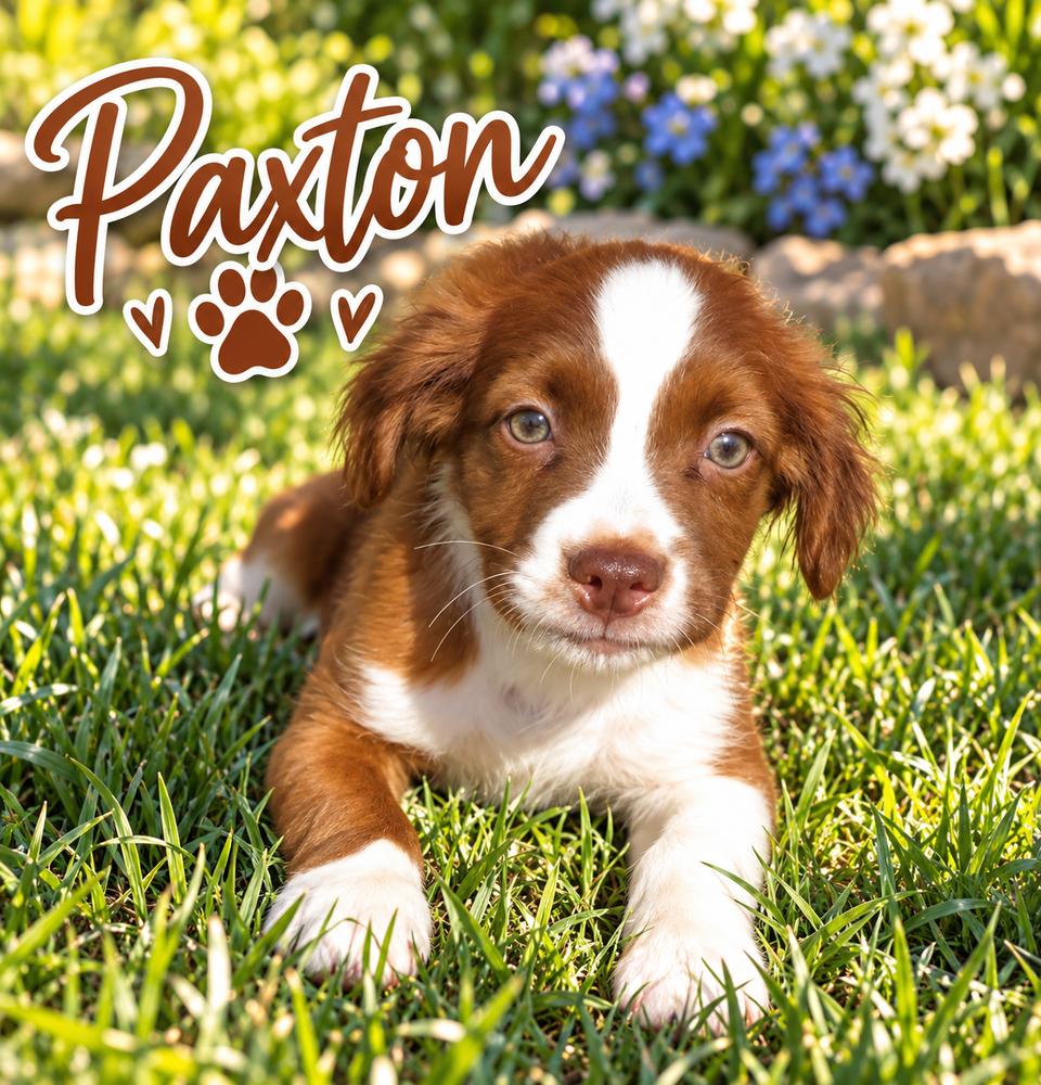 Enlarge Paxton, a Adoptable mixed breed in Brownstown, IN image 1/1