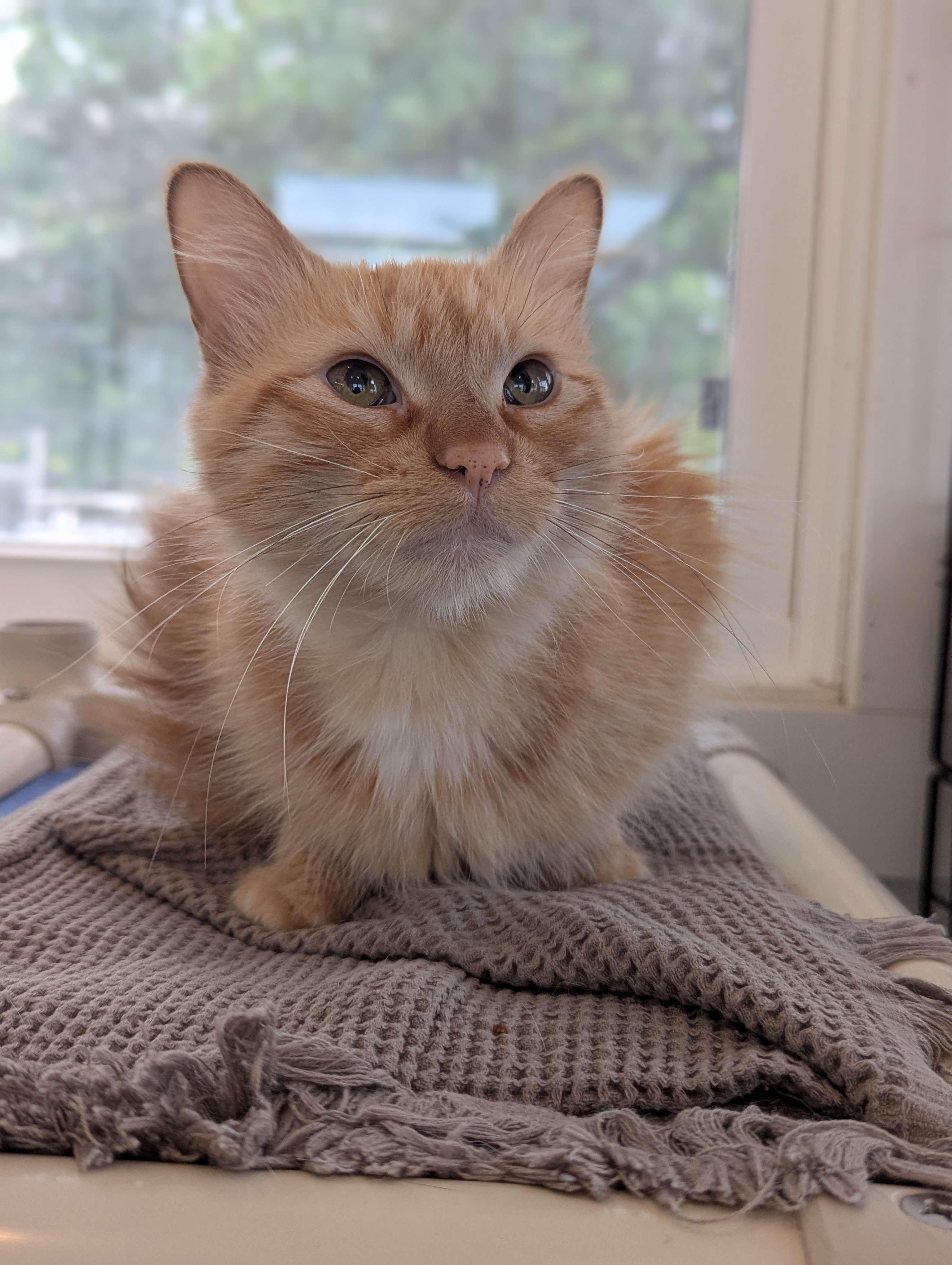Eskie - Personal Assistant