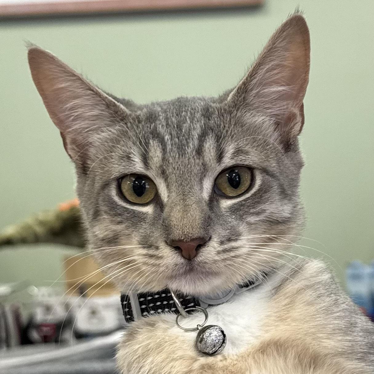 Enlarge Minnie, a Adoptable mixed breed in Harrisburg, PA image 1/6