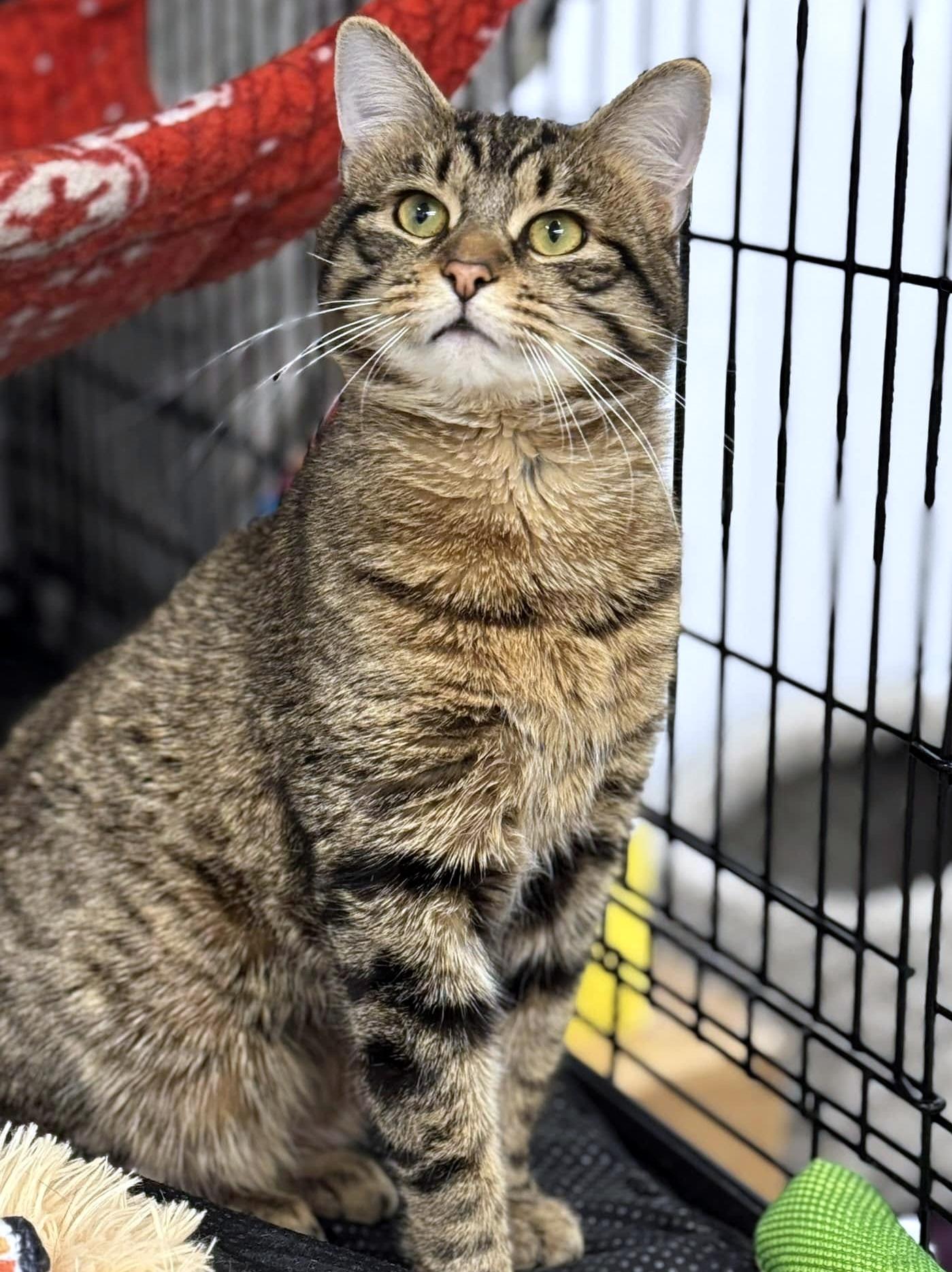 Enlarge Sturgill, a ADOPTABLE Domestic Short Hair in Pittsburgh, PA image 3/5