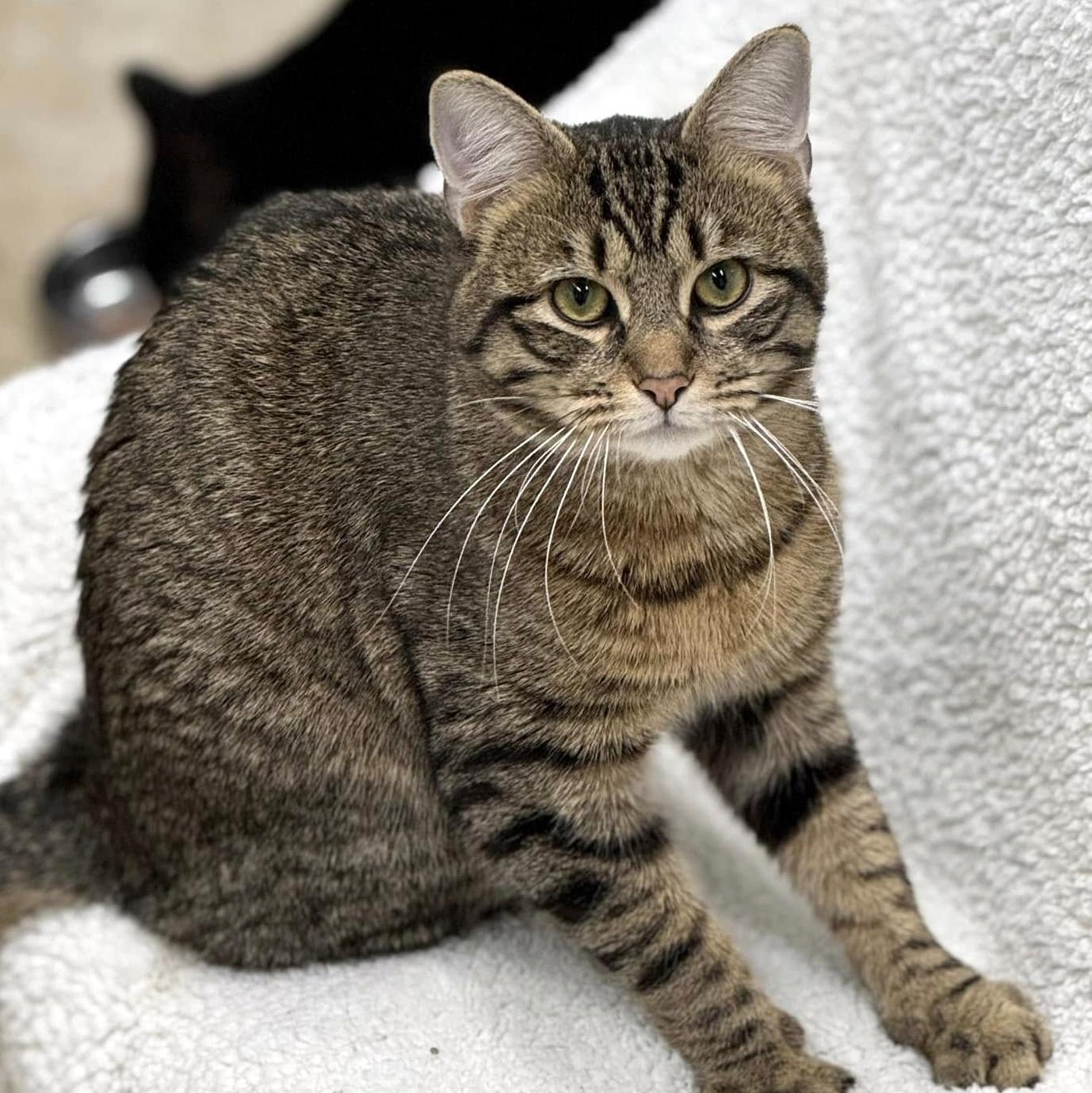 Enlarge Sturgill, a ADOPTABLE Domestic Short Hair in Pittsburgh, PA image 2/5