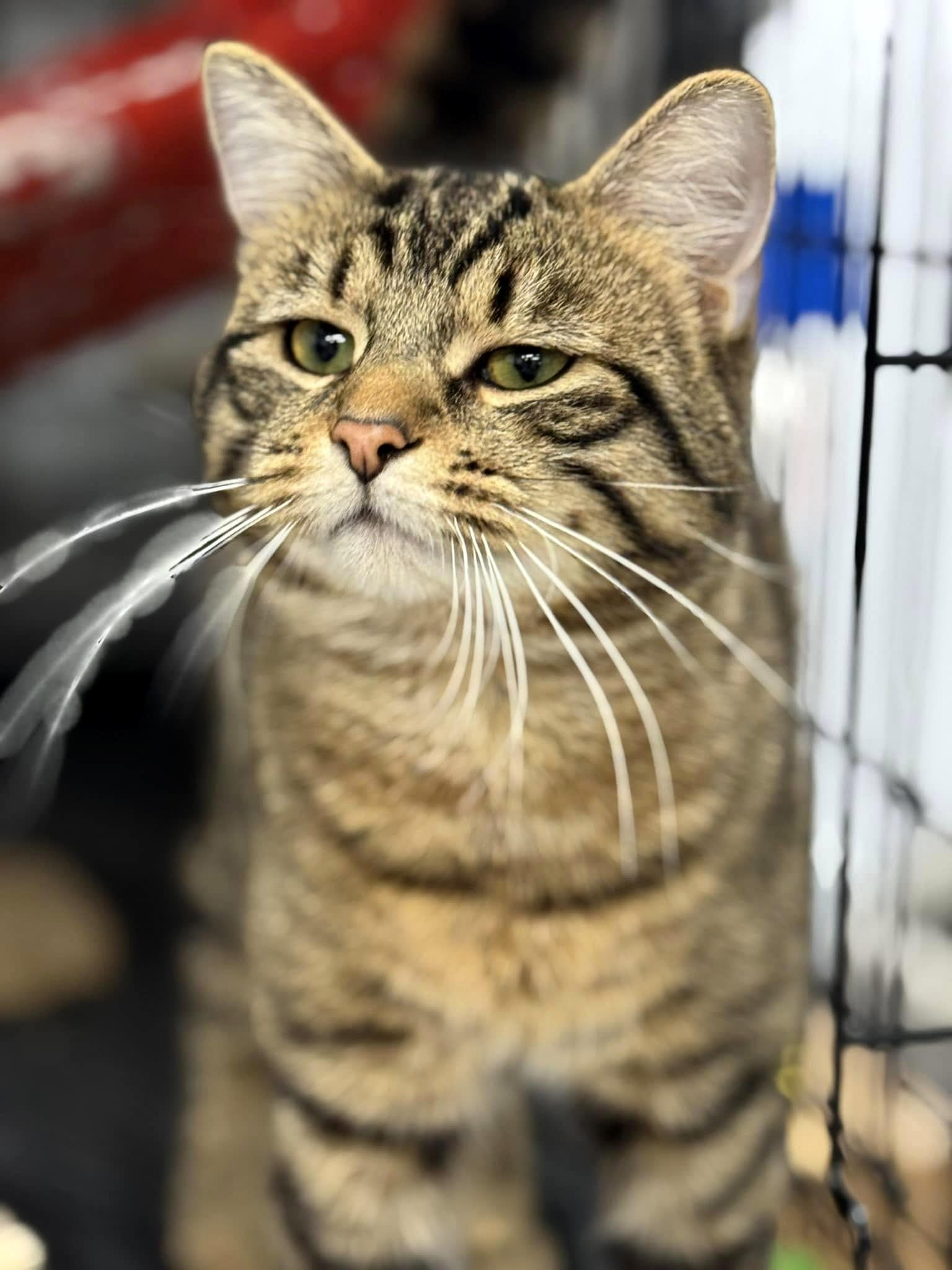 Enlarge Sturgill, a ADOPTABLE Domestic Short Hair in Pittsburgh, PA image 4/5