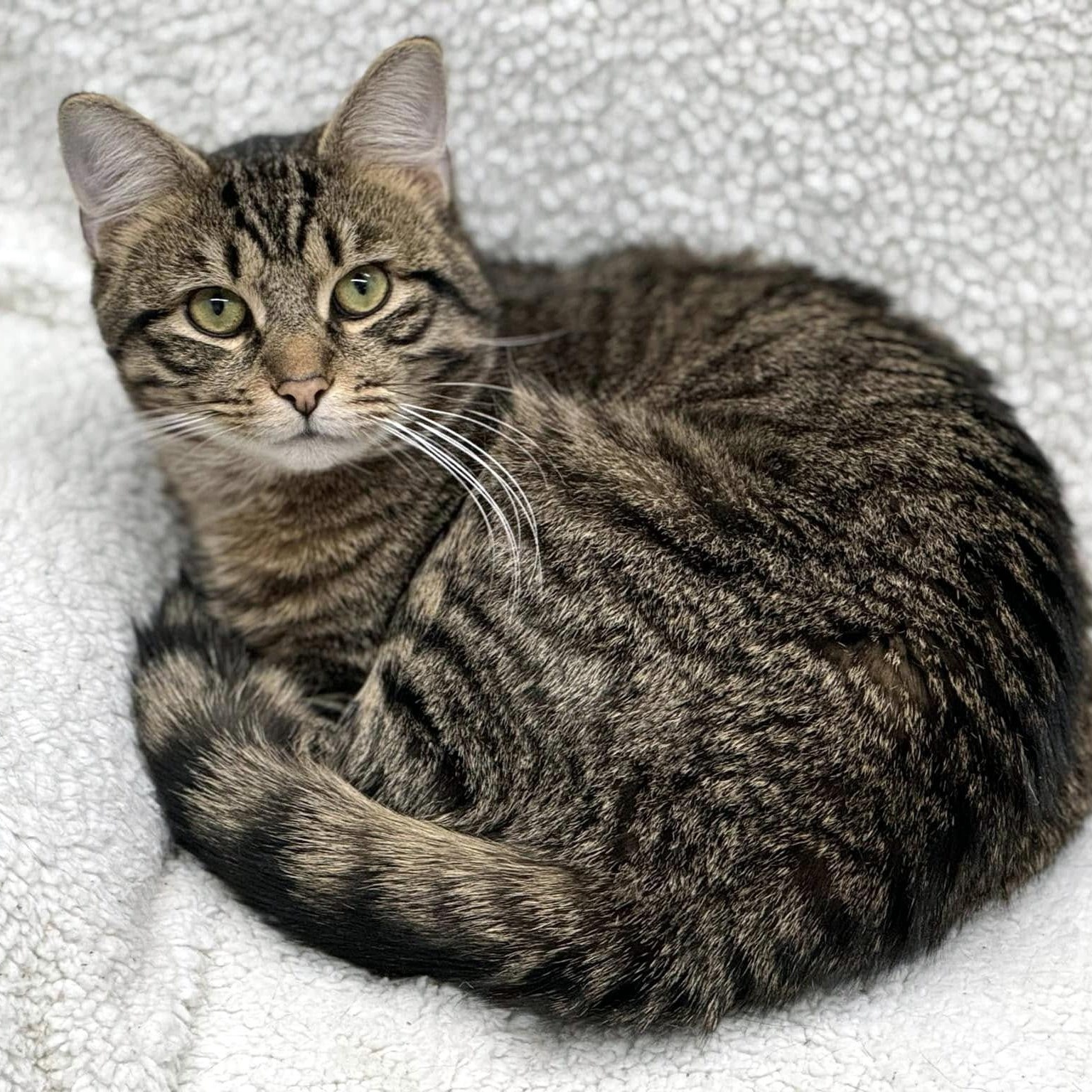 Enlarge Sturgill, a ADOPTABLE Domestic Short Hair in Pittsburgh, PA image 1/5