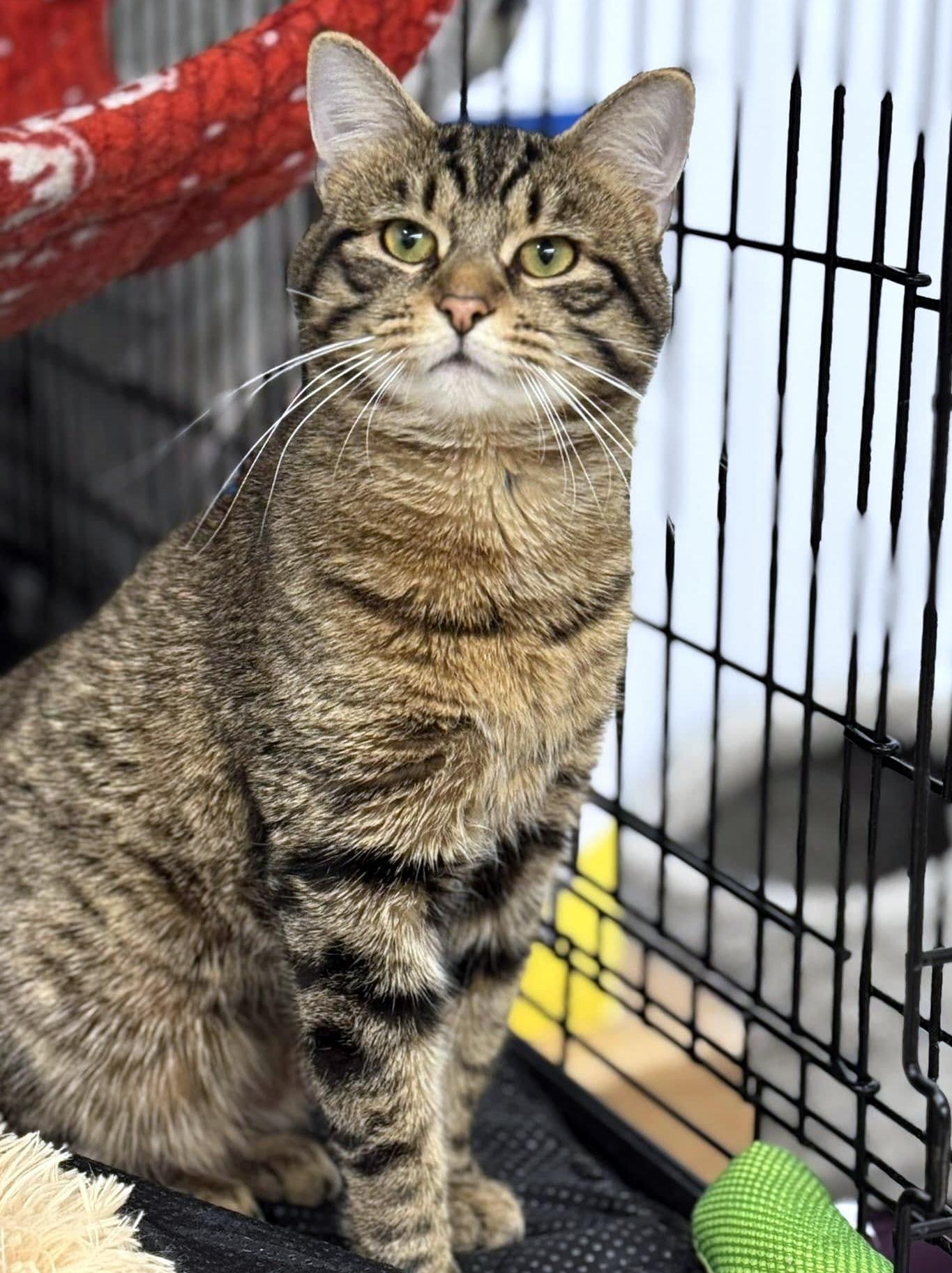 Enlarge Sturgill, a ADOPTABLE Domestic Short Hair in Pittsburgh, PA image 5/5