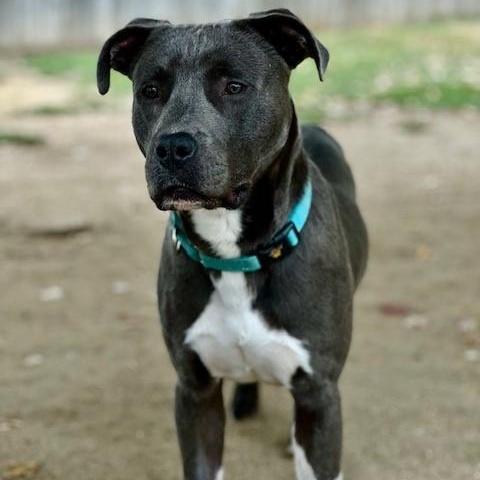 Cecil, an adoptable Pit Bull Terrier in Phoenix, OR, 97535 | Photo Image 5
