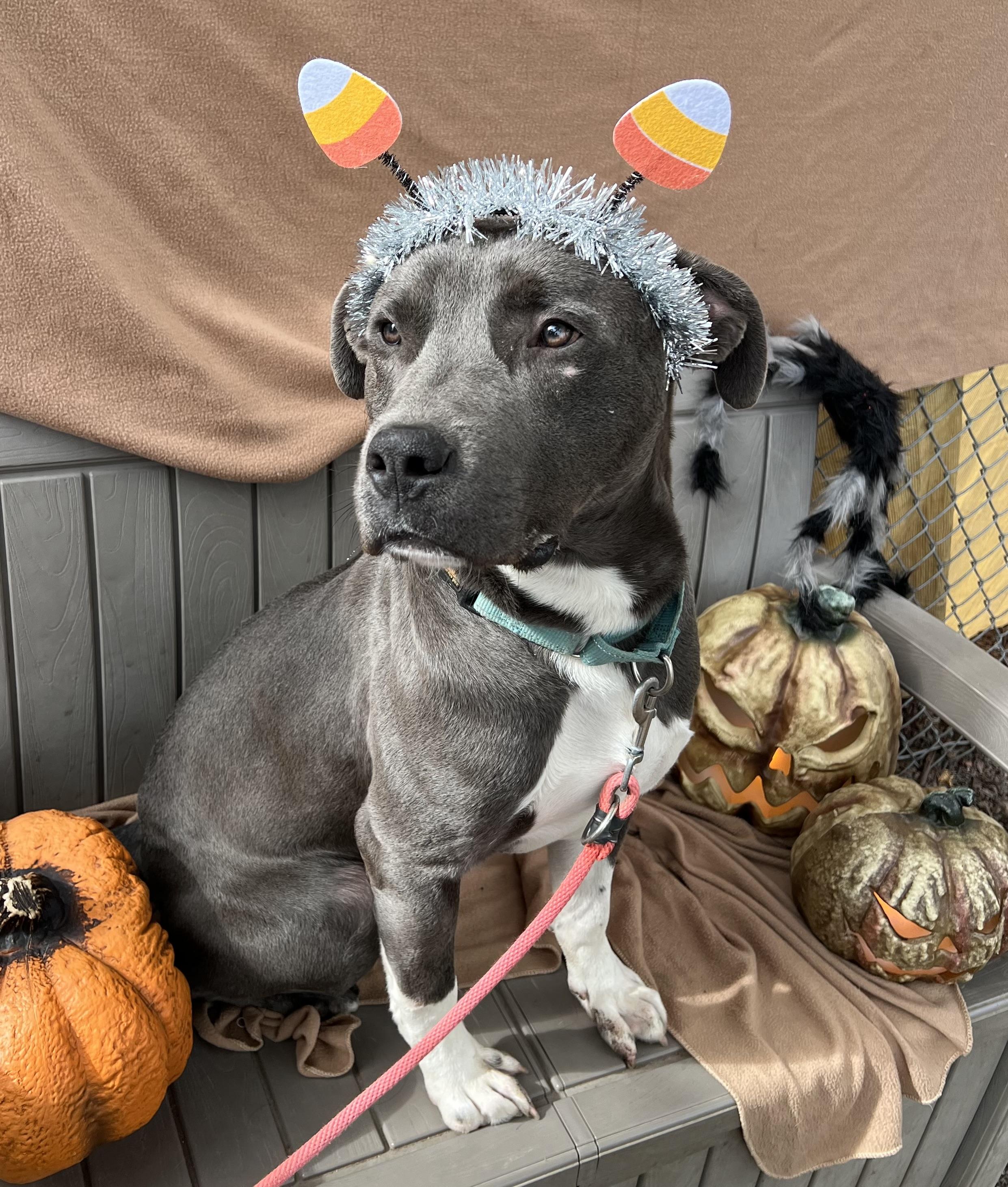 Cecil, an adoptable Pit Bull Terrier in Phoenix, OR, 97535 | Photo Image 2