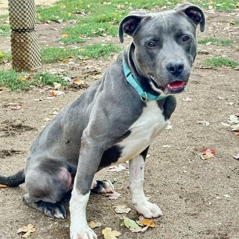 Cecil, an adoptable Pit Bull Terrier in Phoenix, OR, 97535 | Photo Image 3
