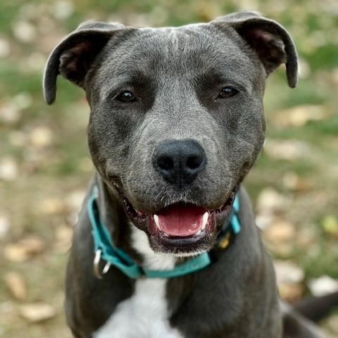 Cecil, a Adoptable mixed breed in Phoenix, OR image 1/8