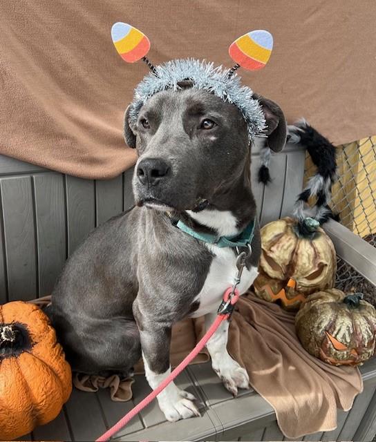 Cecil, a Adoptable mixed breed in Phoenix, OR image 5/8