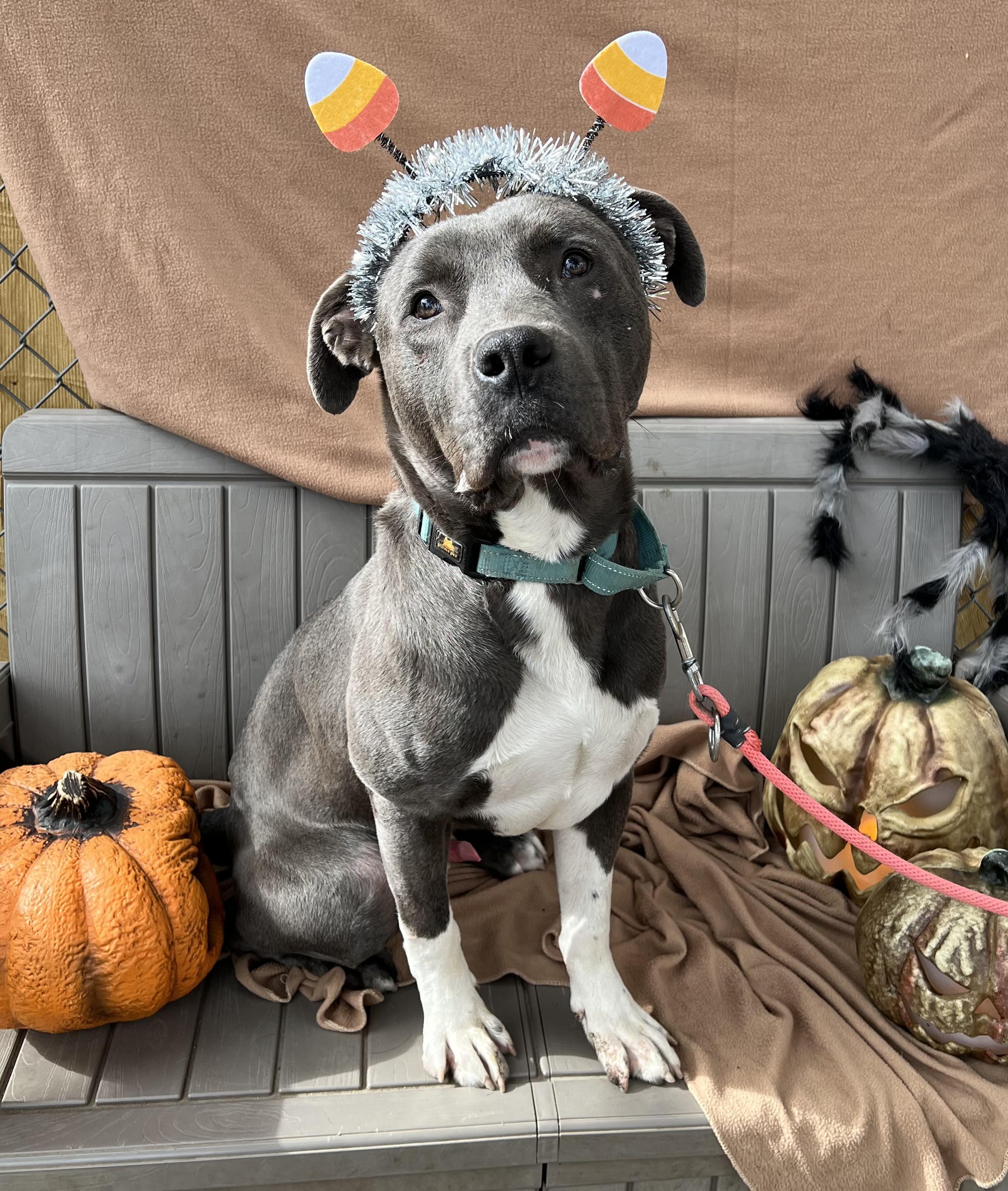 Cecil, a Adoptable mixed breed in Phoenix, OR image 3/8