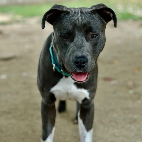 Cecil, an adoptable Pit Bull Terrier in Phoenix, OR, 97535 | Photo Image 4