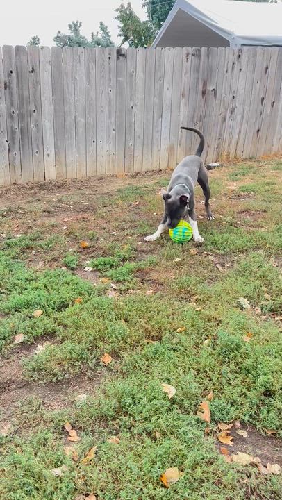 Enlarge Cecil, a Adoptable mixed breed in Phoenix, OR video 8/8