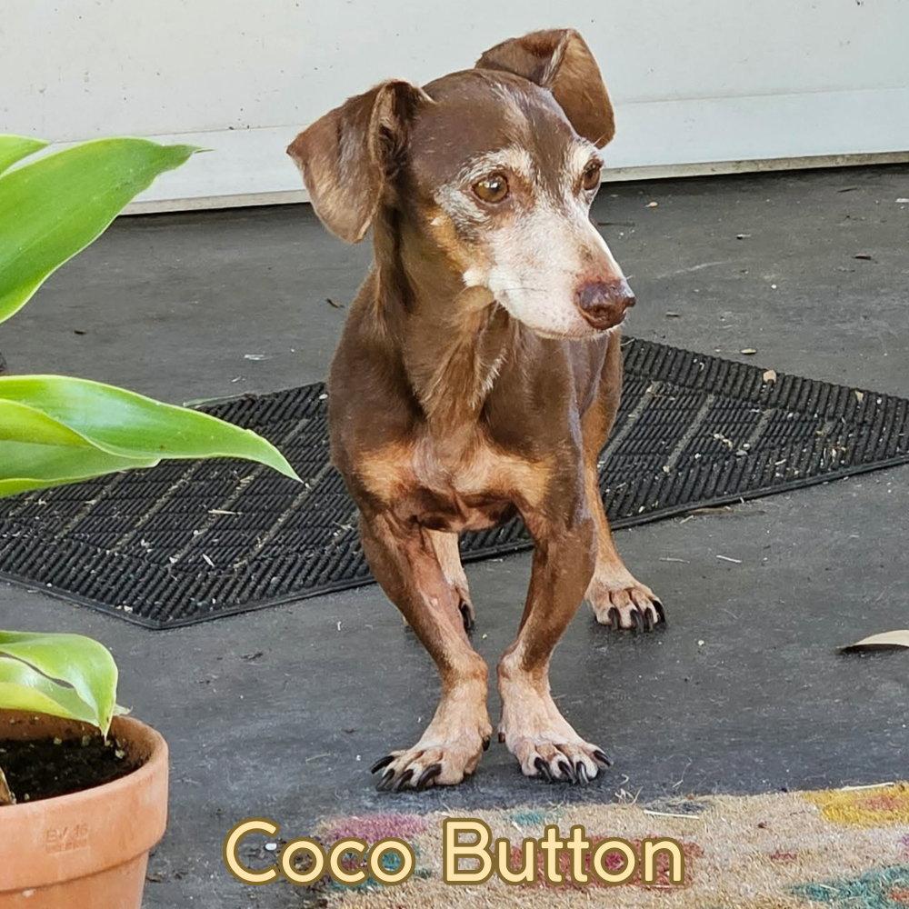 Coco Button, Adoptable, Senior Male Dachshund.