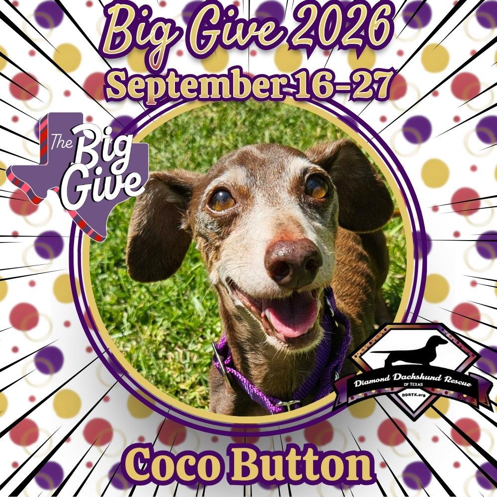 Enlarge Coco Button, a Adoptable Dachshund in San Antonio, TX image 2/3