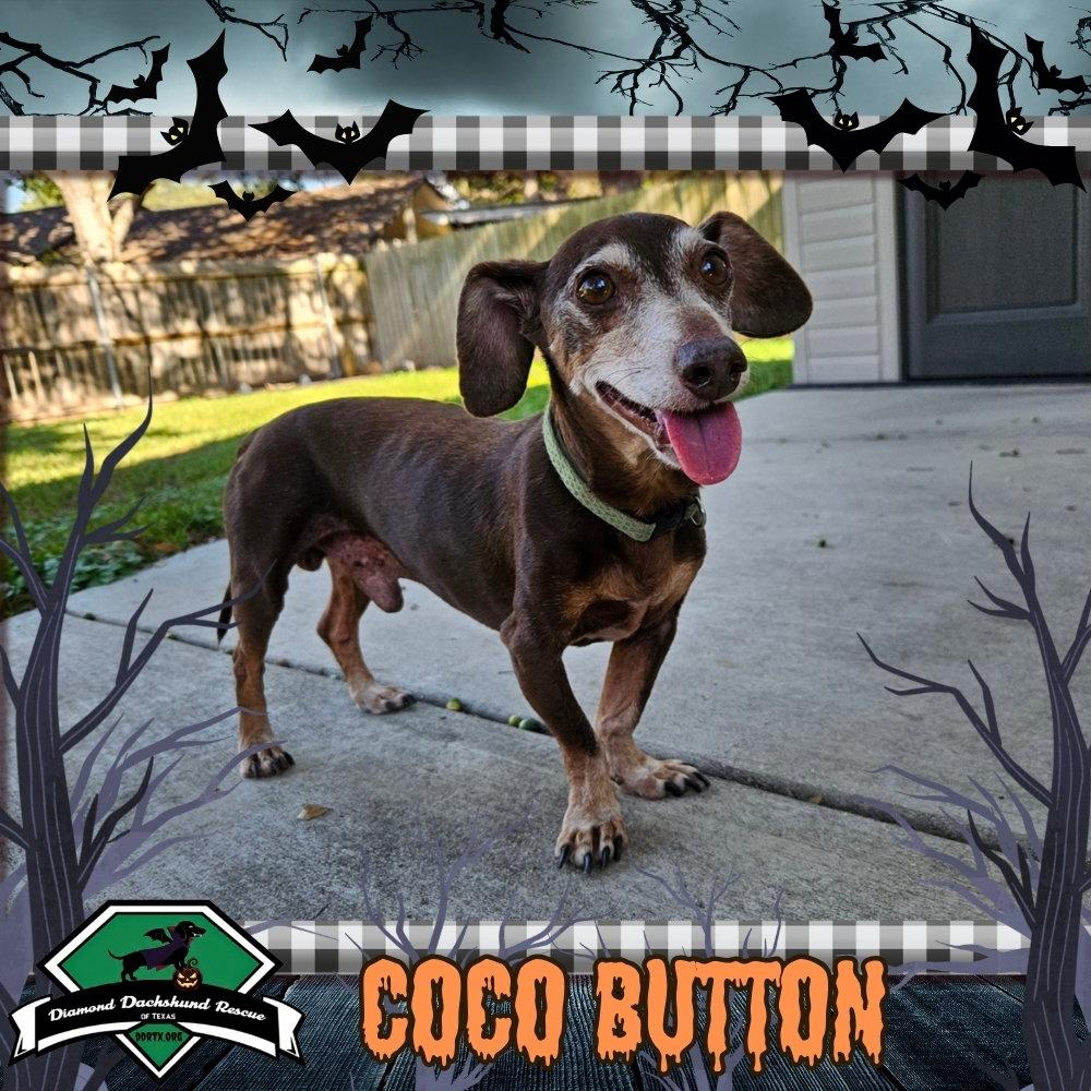 Coco Button, Adoptable, Senior Male Dachshund.