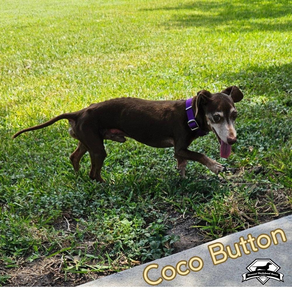 Enlarge Coco Button, a Adoptable Dachshund in San Antonio, TX image 2/3