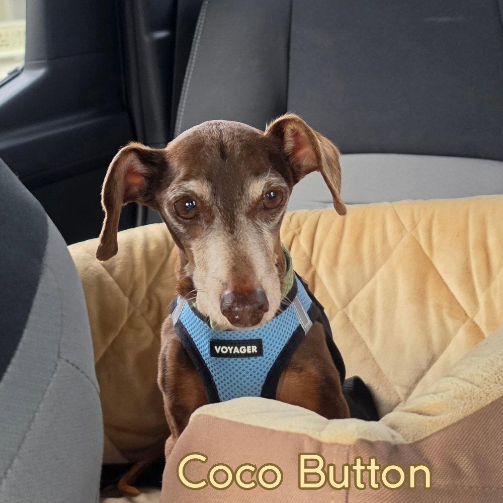 Enlarge Coco Button, a Adoptable Dachshund in San Antonio, TX image 3/3