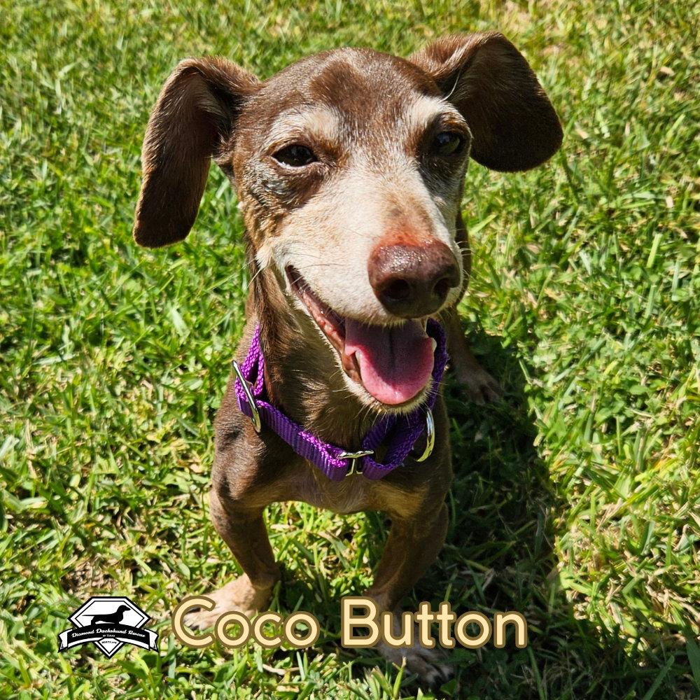 Enlarge Coco Button, a Adoptable Dachshund in San Antonio, TX image 3/3