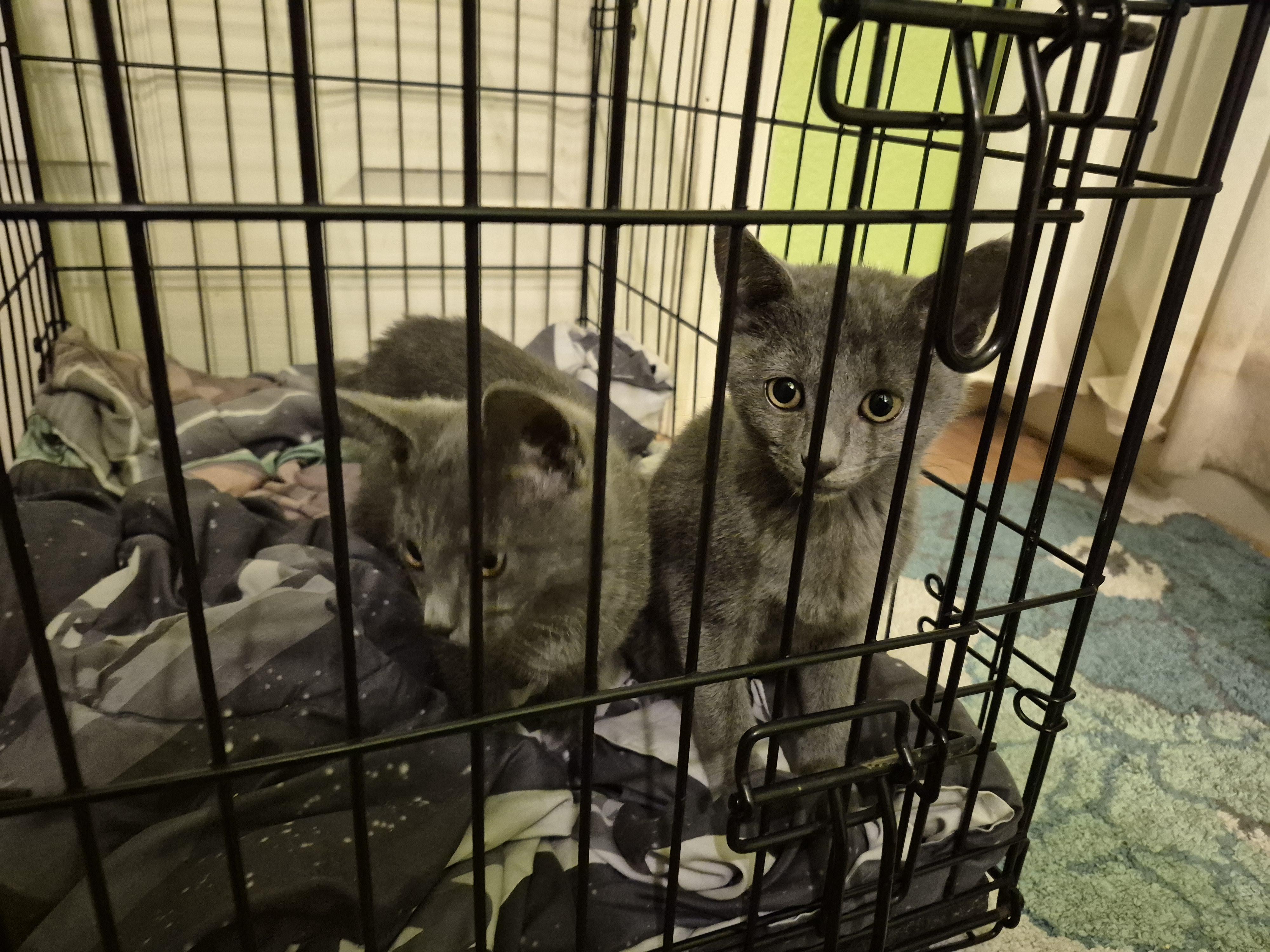 Enlarge Ember, a Adoptable Domestic Short Hair in Diamond Springs, CA image 1/4