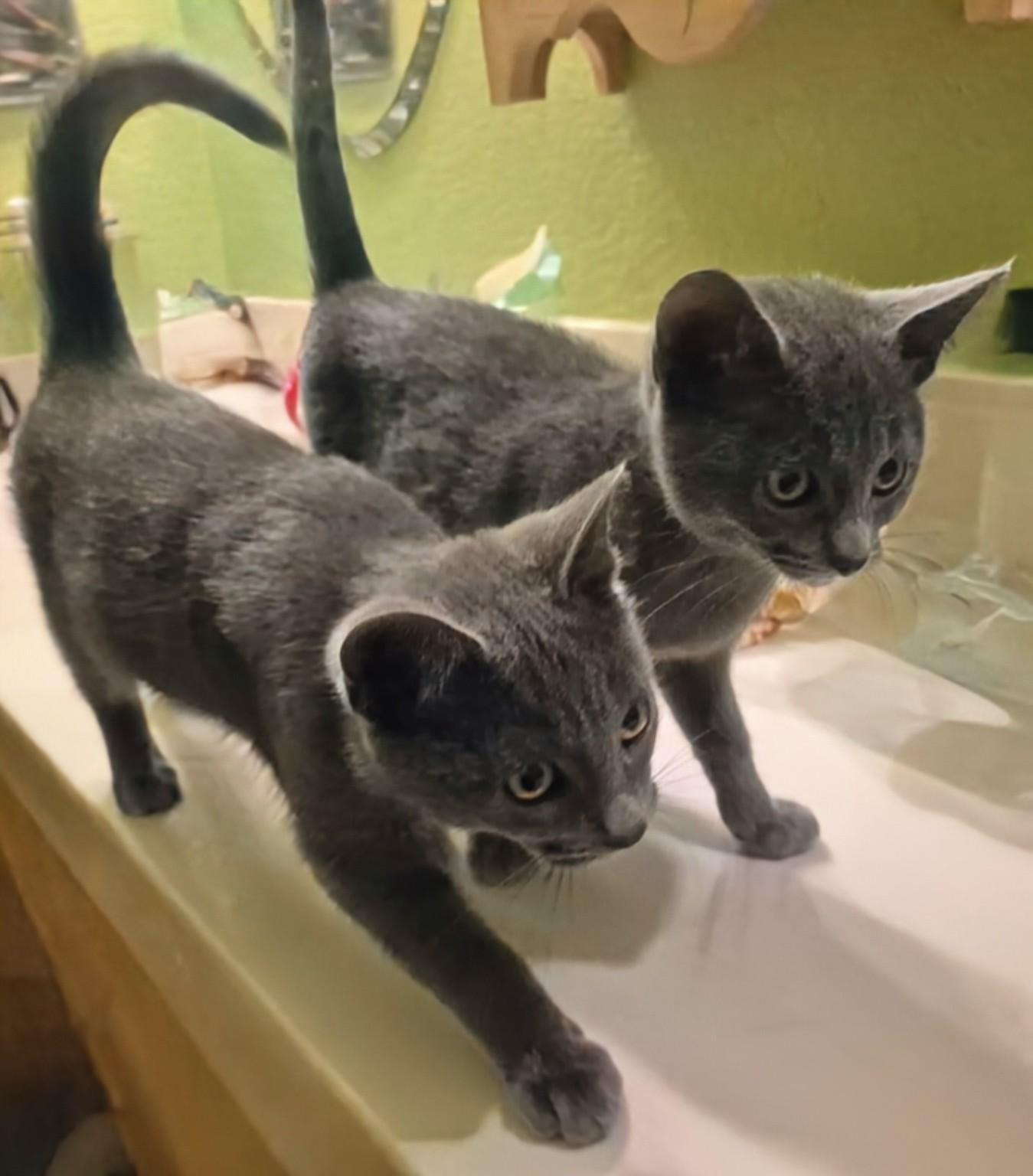 Enlarge Ember, a Adoptable Domestic Short Hair in Diamond Springs, CA image 2/4