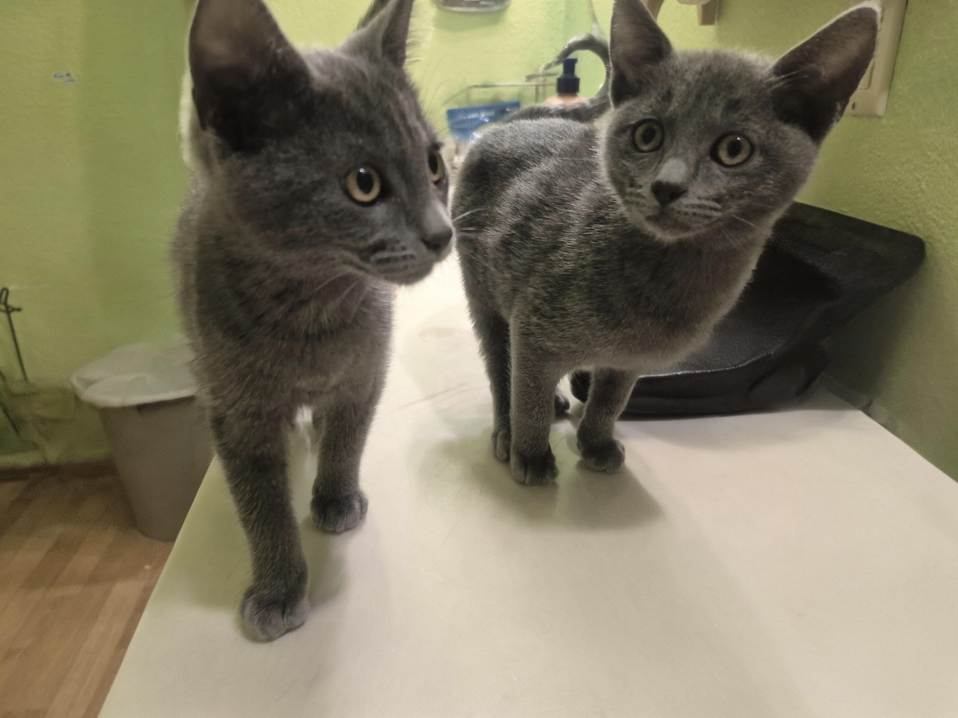 Enlarge Ember, a Adoptable Domestic Short Hair in Diamond Springs, CA image 4/4