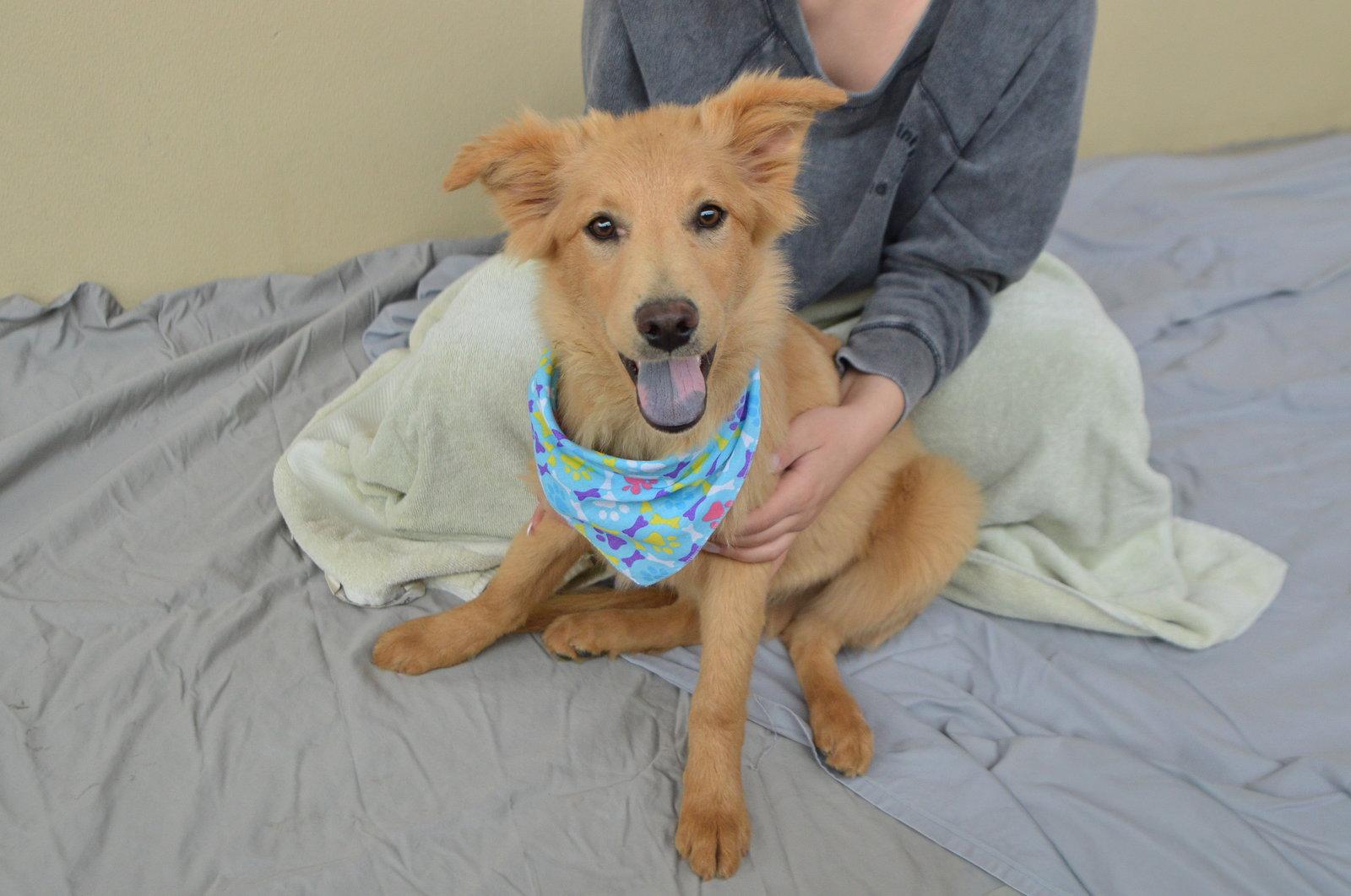 Hoppy Gilmore, Adopted, Puppy Male Golden Retriever & Great Pyrenees.