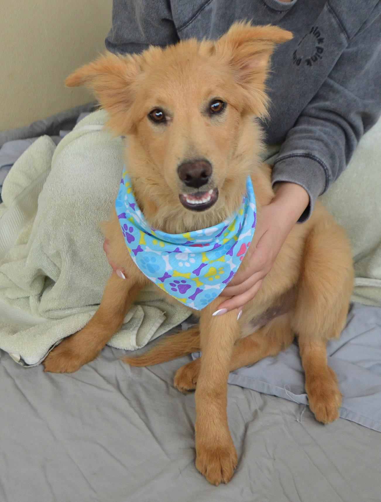 Hoppy Gilmore, Adopted, Puppy Male Golden Retriever & Great Pyrenees.