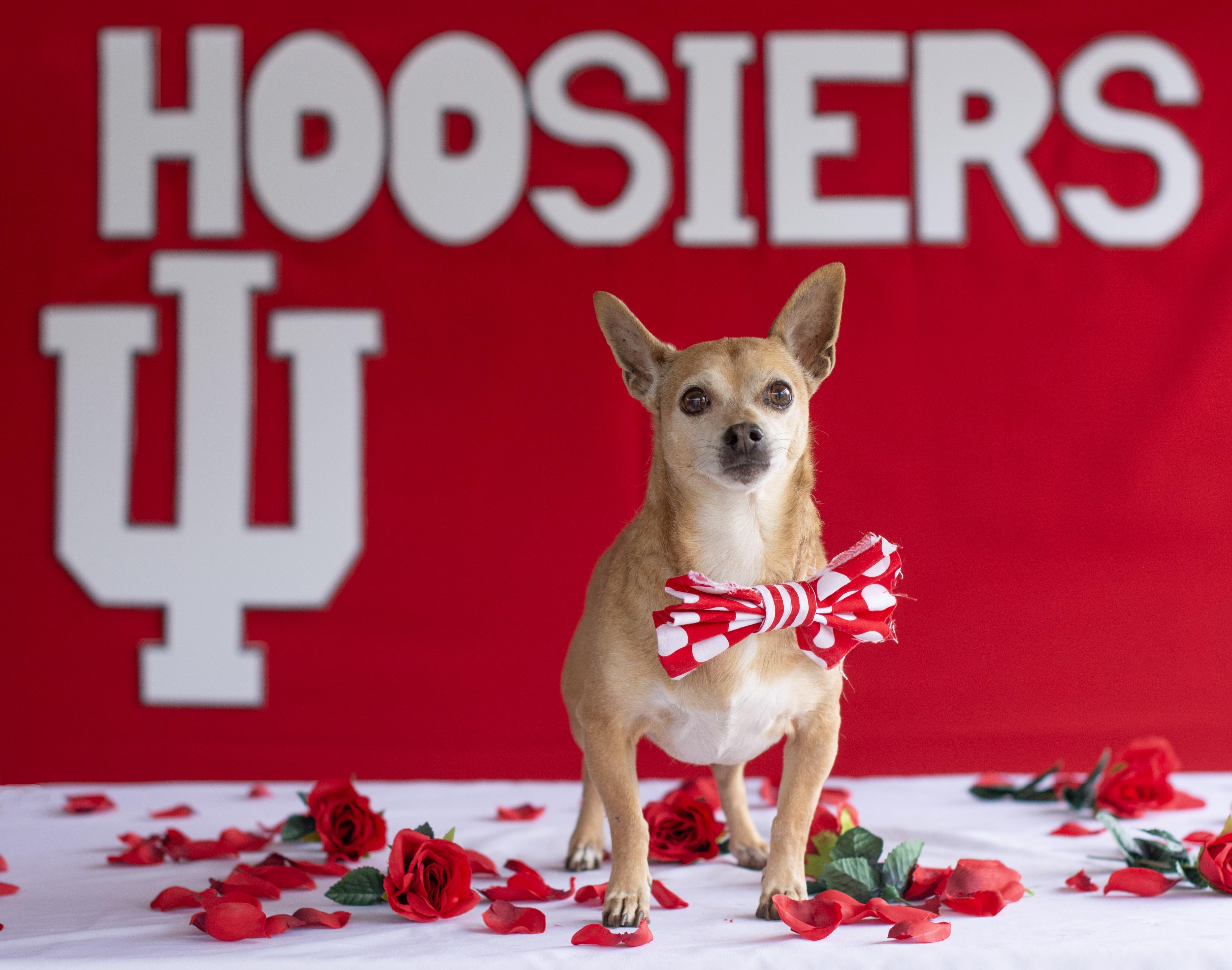 Enlarge Tiger, an adoptable mixed breed in Indianapolis, IN image 2/2