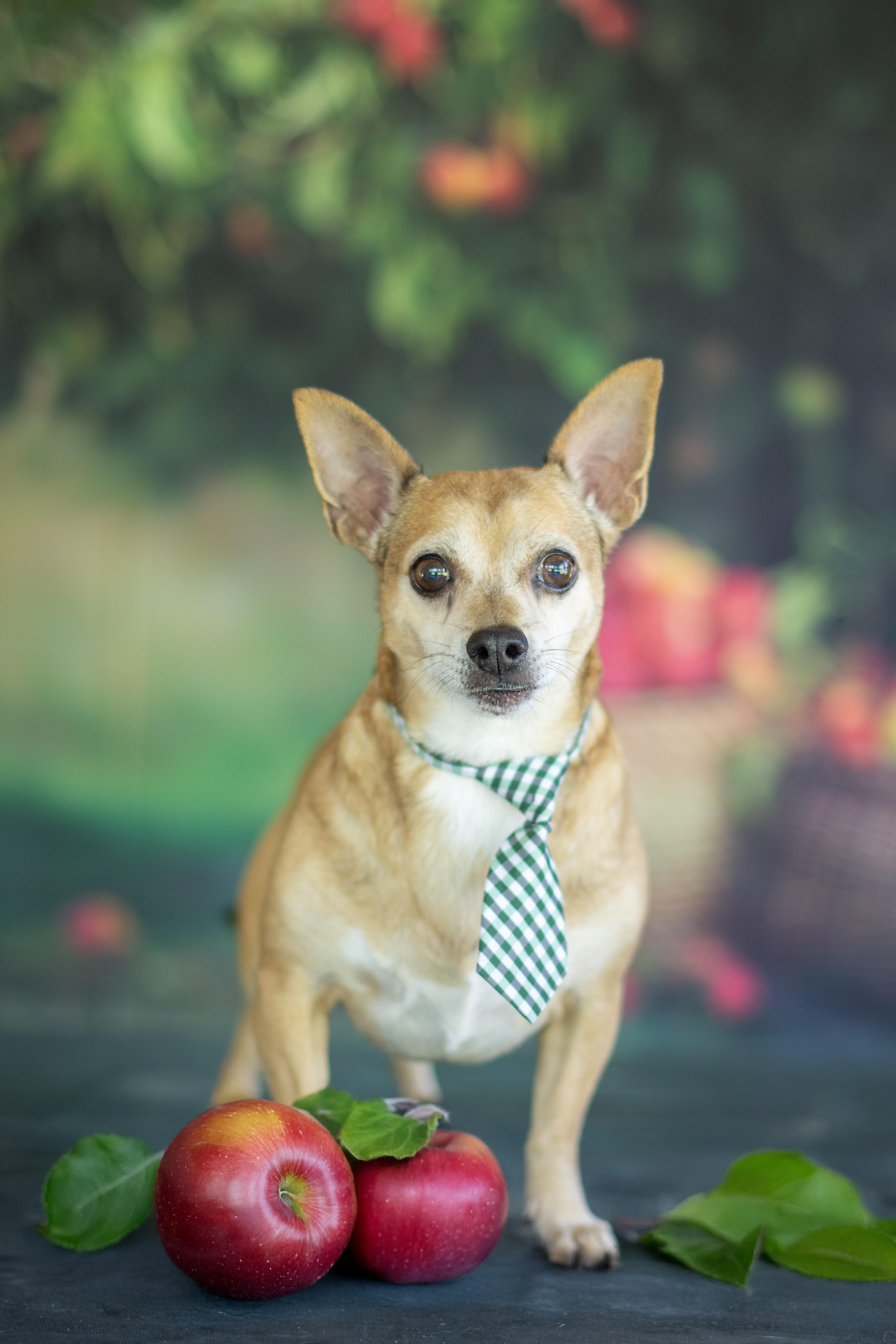 Enlarge Tiger, an adoptable mixed breed in Indianapolis, IN image 1/1