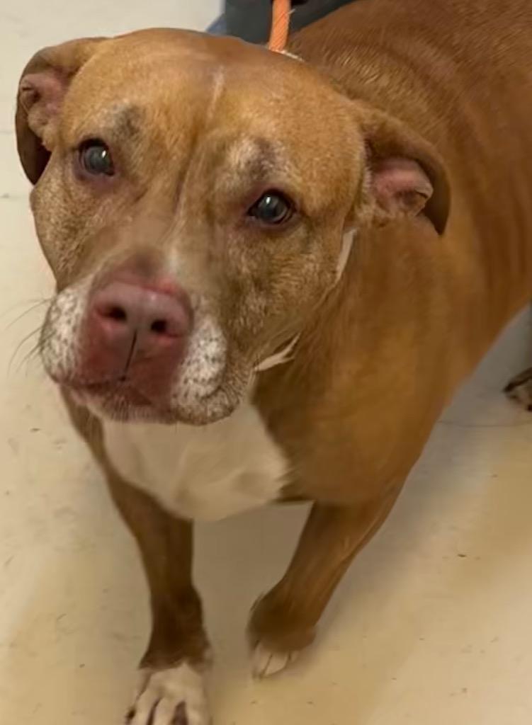 Enlarge JUNIE, a Adoptable Pit Bull Terrier in Elizabethton, TN image 1/2