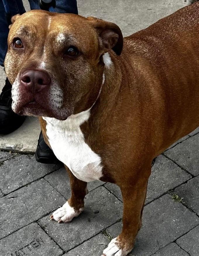 Enlarge JUNIE, a Adoptable Pit Bull Terrier in Elizabethton, TN image 2/2