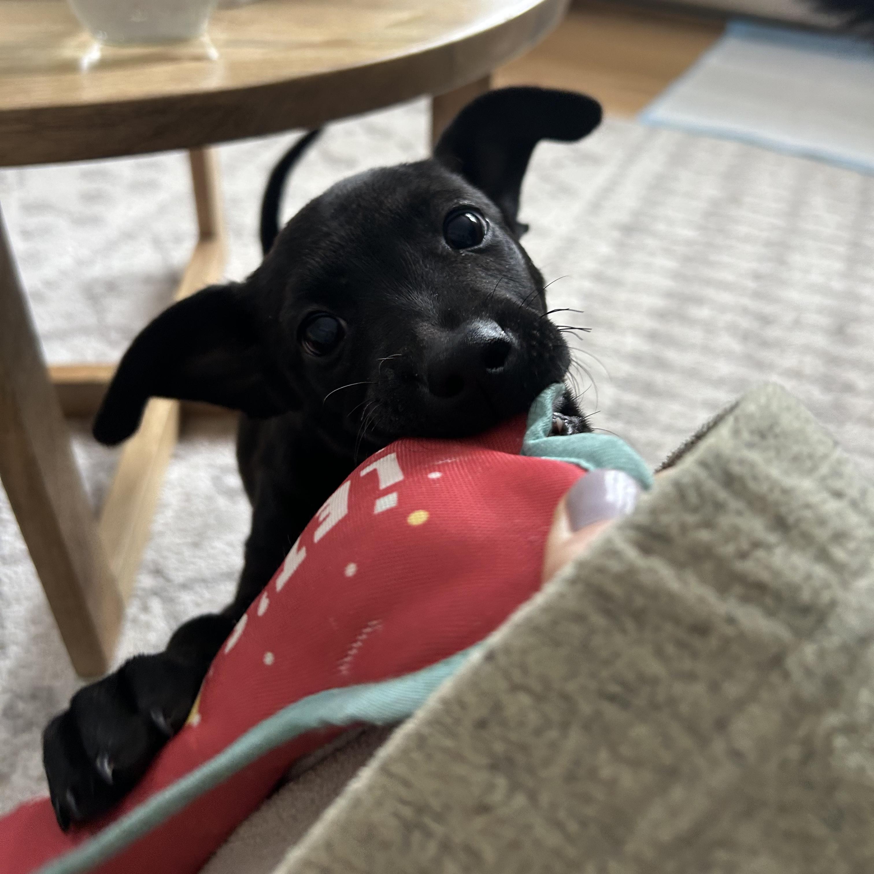 Lucy, adopted, Puppy Female Dachshund & Mixed Breed.