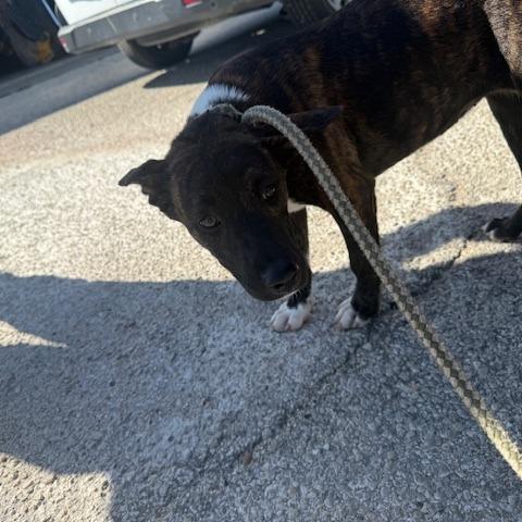 Rachel, a Adoptable Dutch Shepherd in Port Aransas, TX image 1/2